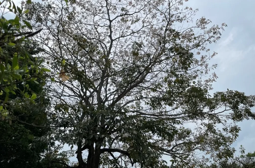 Árbol convierte “La Cueva del Diablo” en un atractivo natural que sorprende a Minatitlán