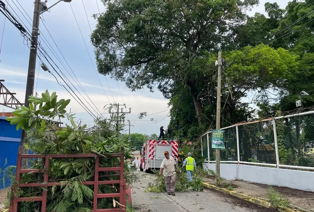 Podan árboles de gran tamaño en la colonia 18 de Marzo para prevenir accidentes en Minatitlán